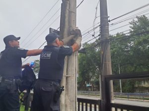 gcm ambiental bicho preguiça
