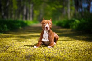 Cachorro ataca e mata bebê de 10 meses em Goiânia (GO)