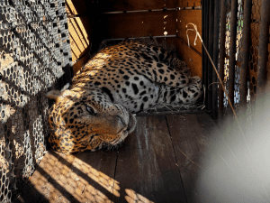Amparo recebe onça-pintada que teria matado caseiro no Pantanal (Foto: Reprodução / INSTITUTO AMPARA ANIMAL)