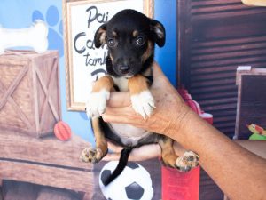 atendimento veterinário são vicente