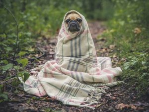Cachorro frio gelado clima matthew henry unsplash