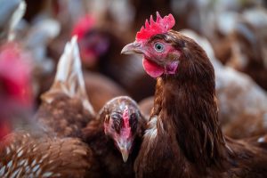 ATENÇÃO! Primeiro caso de gripe aviária em granja comercial é confirmado