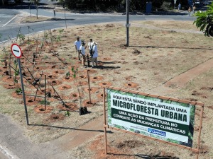 setima microfloresta