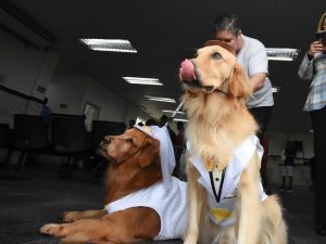 cães terapeutas. Foto: Jairo Marques/Prefeitura de Praia Grande