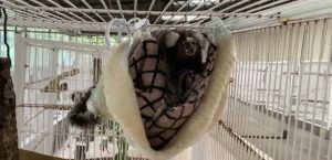 Sagui é um dos animais mais sensíveis ao frio, e são realocados para salas com ar-condicionado (Foto: Divulgação / Governo de SP)