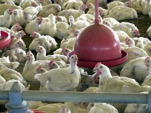 Gripe aviária frango galinha santos agência brasil