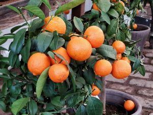 laranja laranjal plantação Mary Savych Unsplash