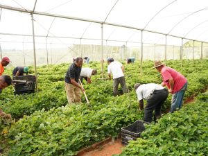 morango agricultura atibaia prefeitura site oficial