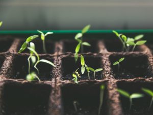 sementes seeds planta plantas Markus Spiske Unsplash