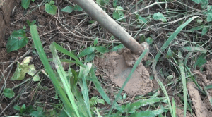 tia mata sobrinha
