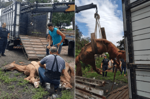 Foto/reprodução: Pelotão Ambiental