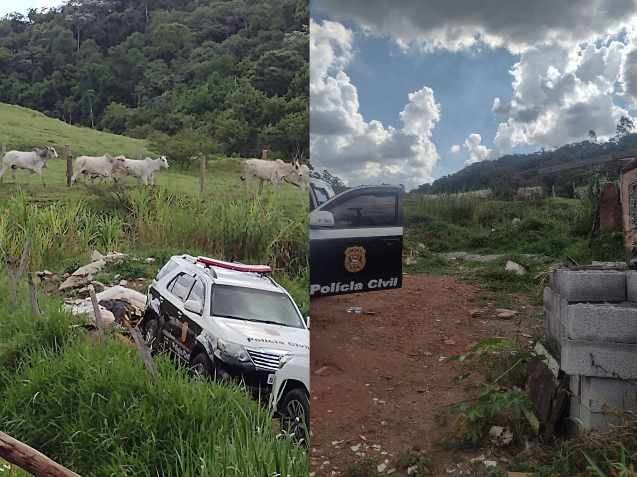 Gado recuperado em Bragança Paulista (Foto: Divulgação / Polícia Civil)
