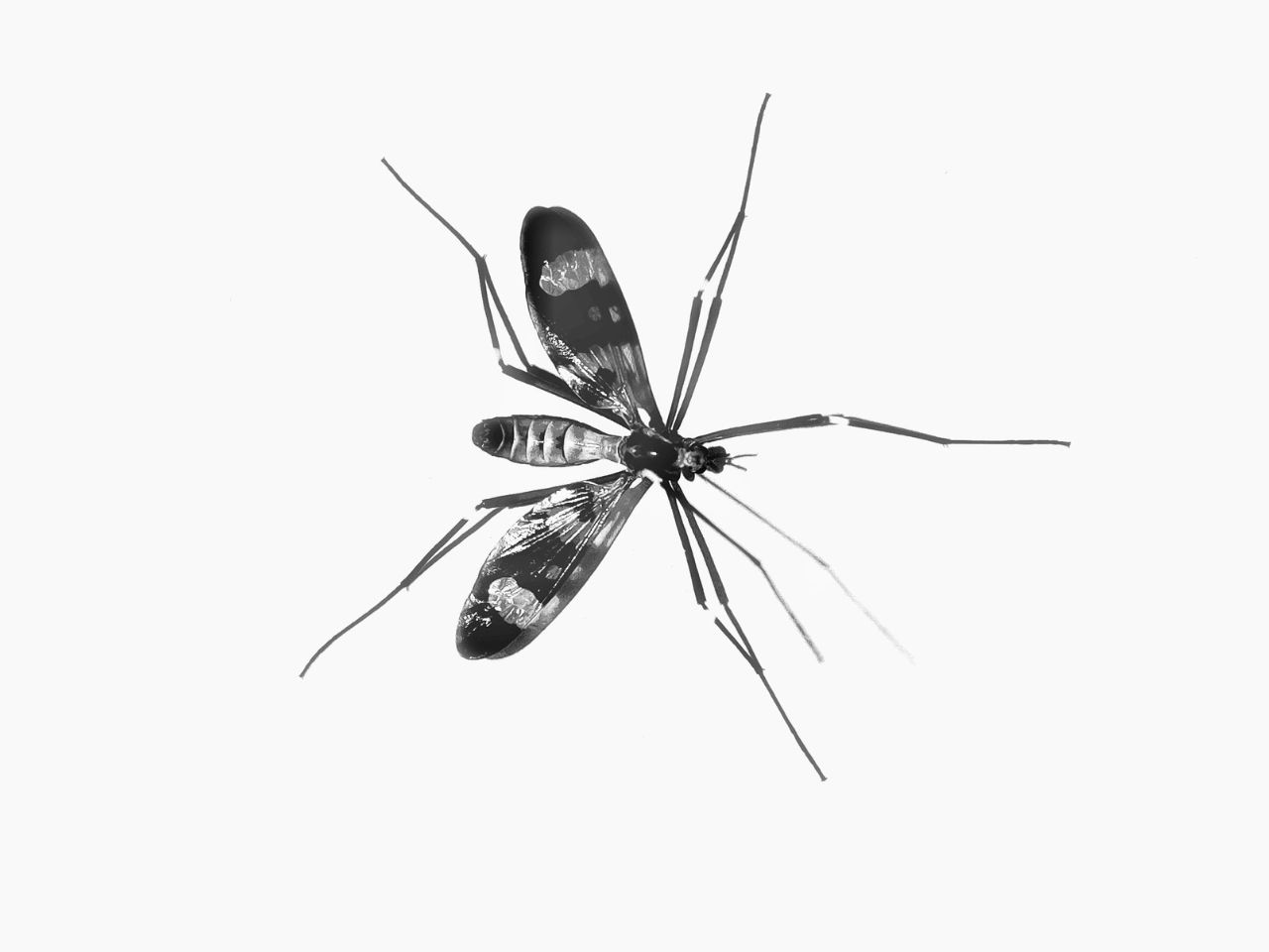 Mosquito transmite a febre amarela (Foto: Reprodução / unsplash)
