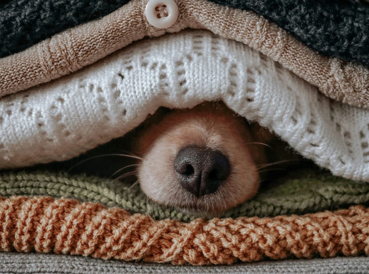 Cachorro Cão Sdf Rahbar Unsplash