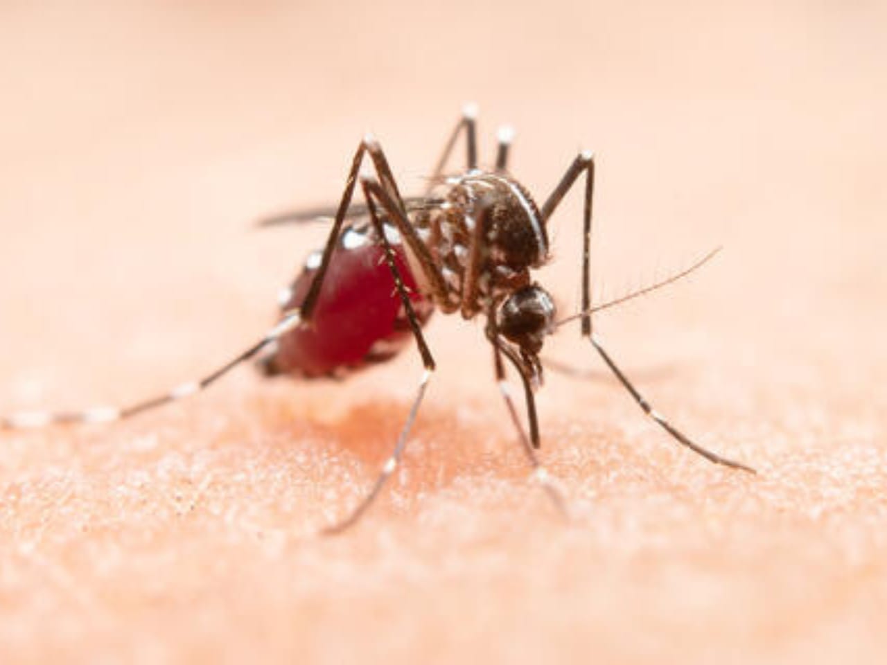 dengue aedes mosquito