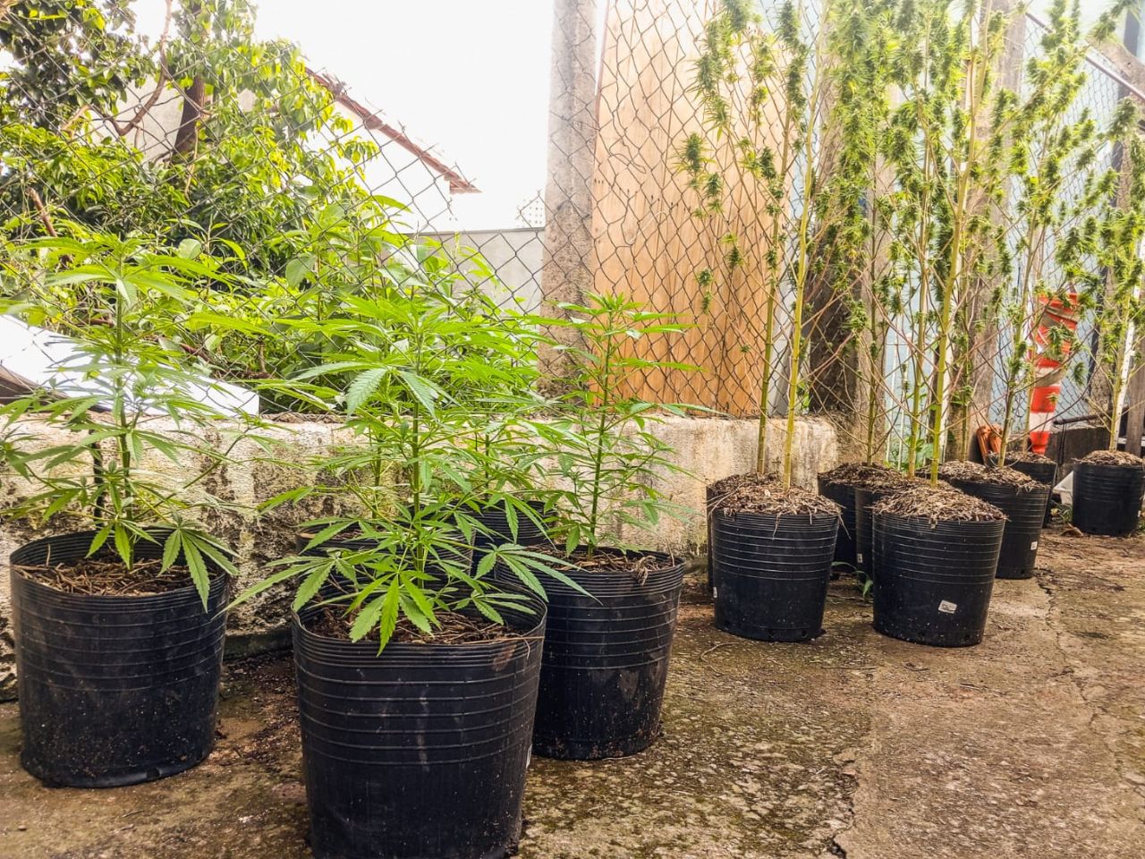17 pés de maconha apreendidas em Bragança Paulista (Foto: Polícia Militar)
