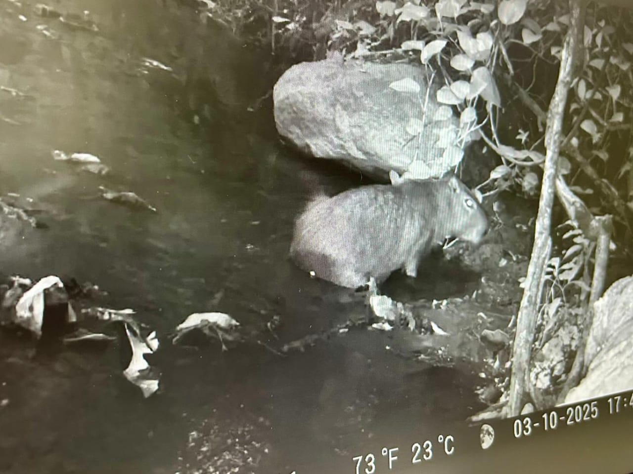 animais Floresta Estadual Serra D'água
