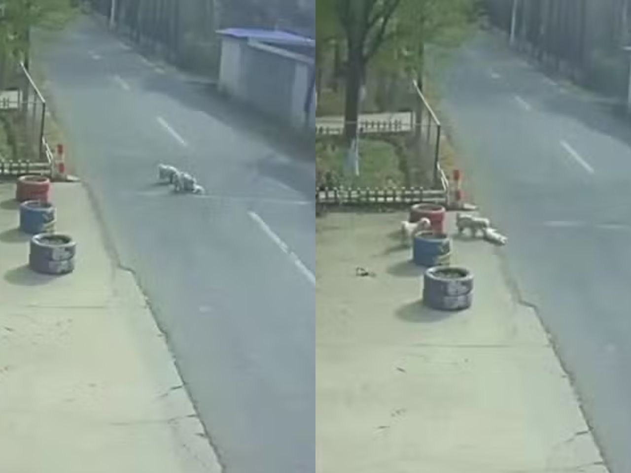 cachorro salvo