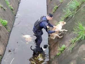 cães resgatados