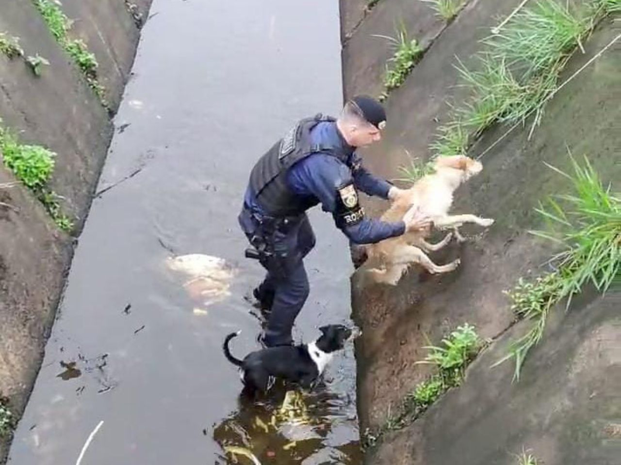 cães resgatados