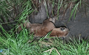Onça atingida no acidente desaparece (Foto: Reprodução / Jornal Mais Bragança)