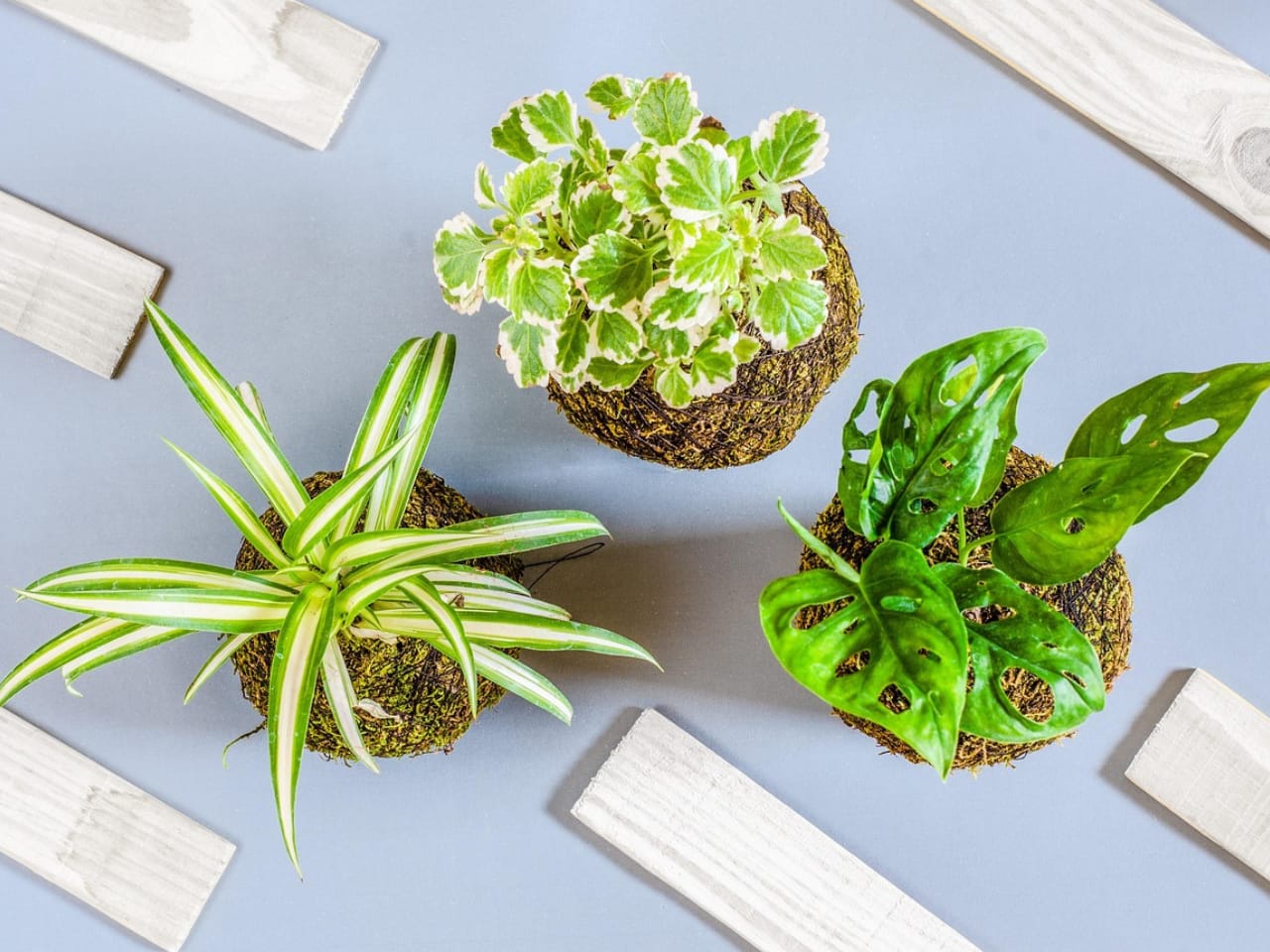 kokedama