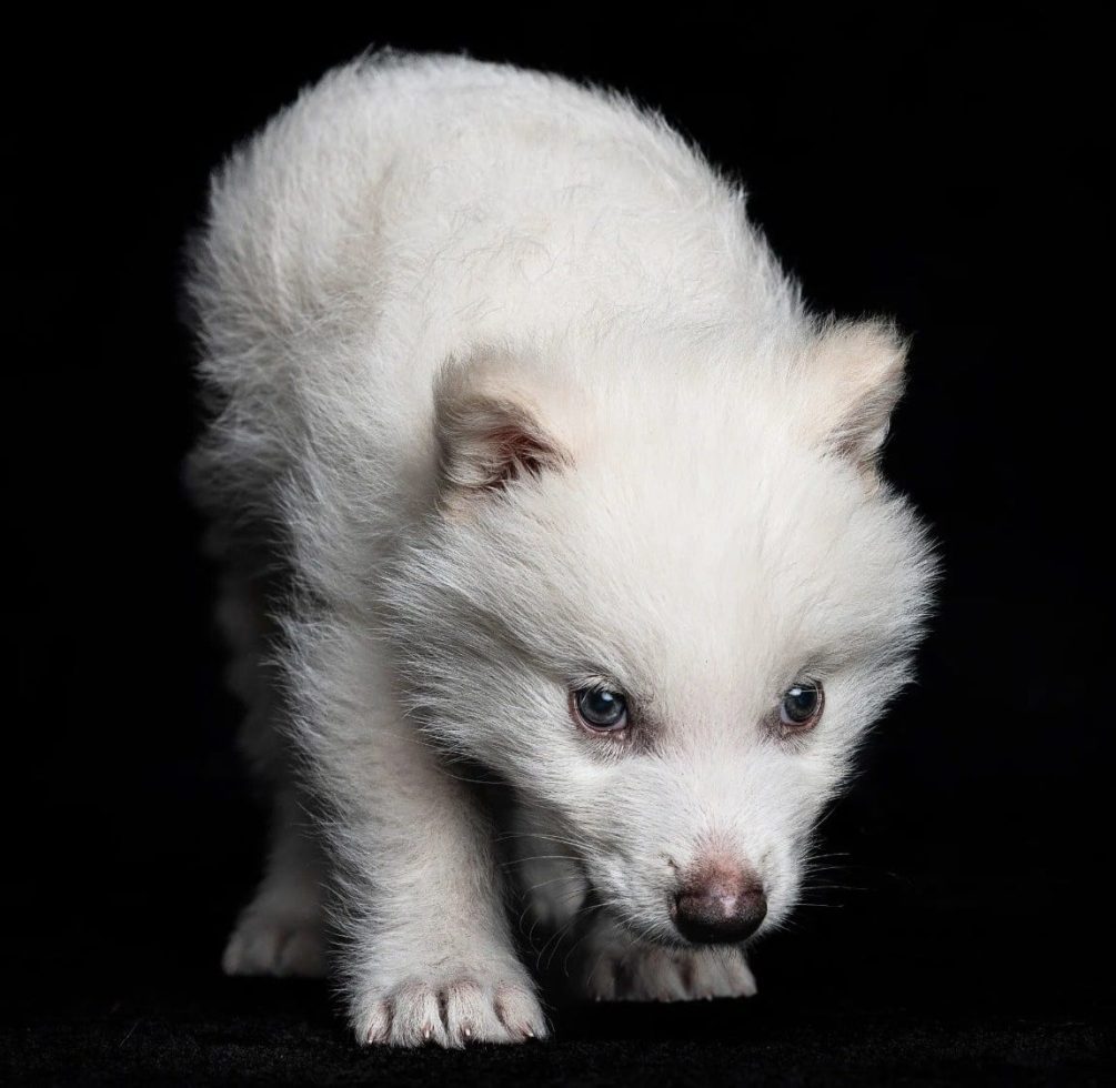 lobo-terrível