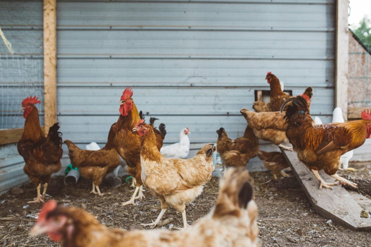 Gripe aviária é investigada pelo Governo Federal (Foto: Reprodução / Unsplash)