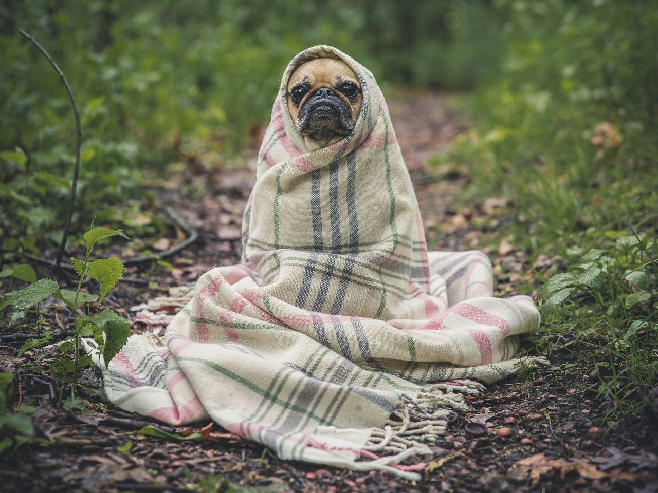 Cachorro frio gelado clima matthew henry unsplash