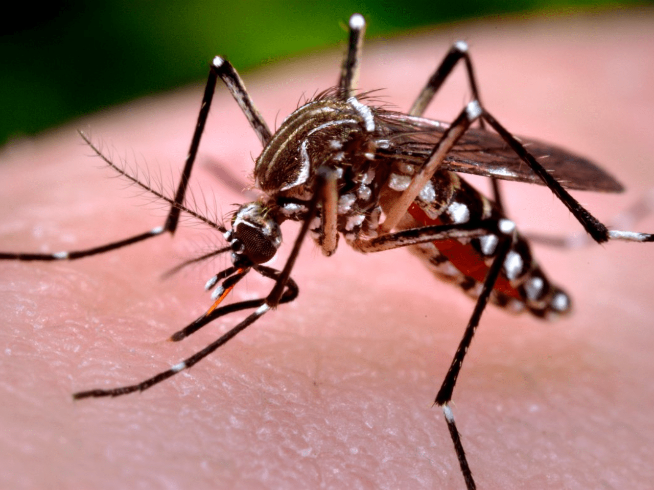 dengue-prevenção