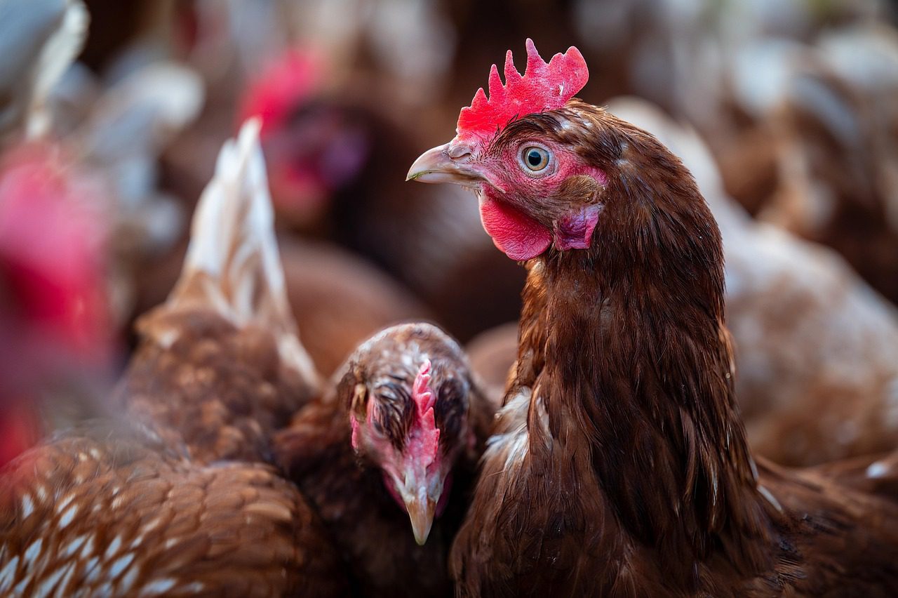 ATENÇÃO! Primeiro caso de gripe aviária em granja comercial é confirmado