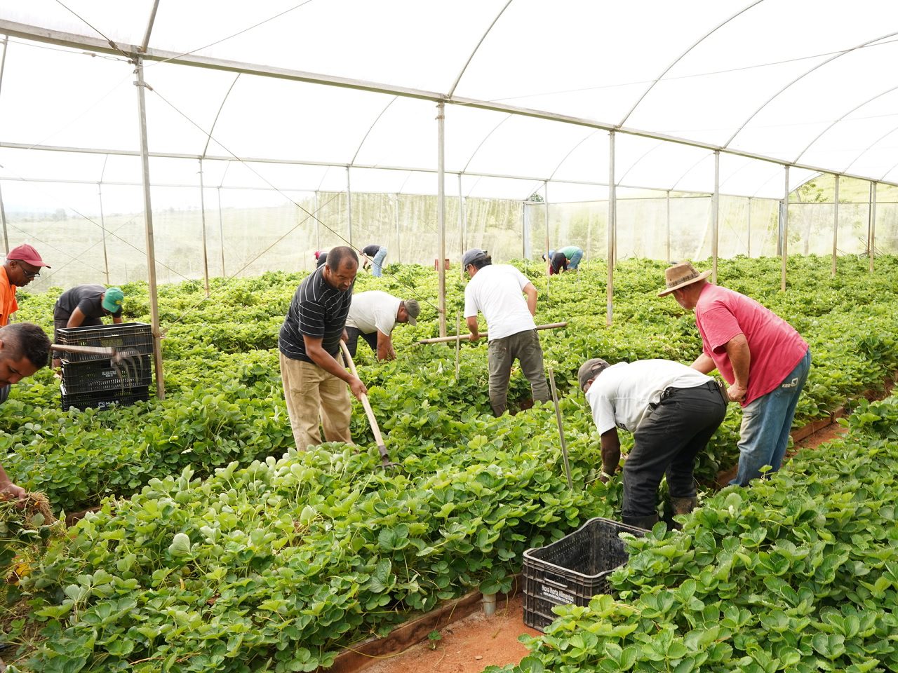 morango agricultura atibaia prefeitura site oficial