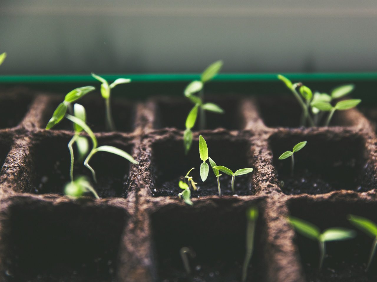 sementes seeds planta plantas Markus Spiske Unsplash