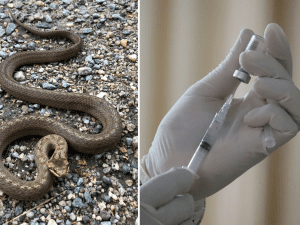 Crianças recebem antídoto de cobra em lugar de vacina (Foto? Unsplash)