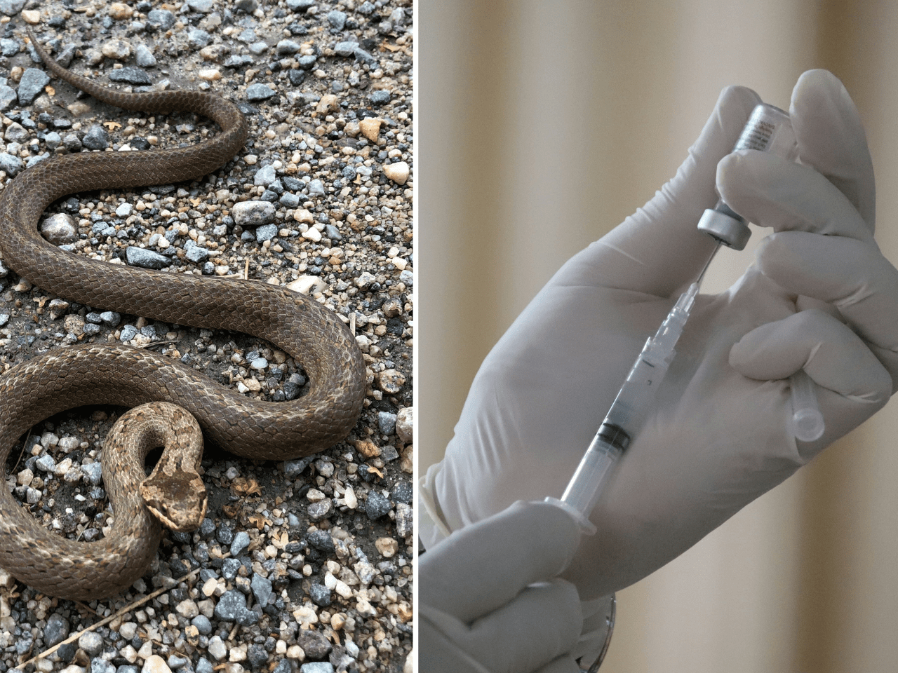 Crianças recebem antídoto de cobra em lugar de vacina (Foto? Unsplash)