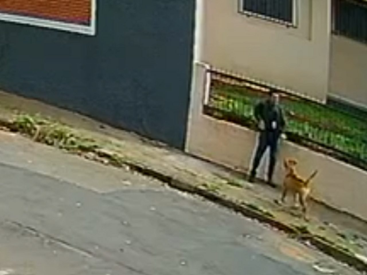 Ataque pitbull cachorro cão piracicaba