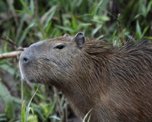 capivara