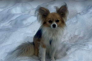 Cachorro Chihuahua salva tutor na Suíça