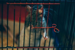 Nova lei proíbe o teste de cosméticos em animais (Foto: Unsplash)