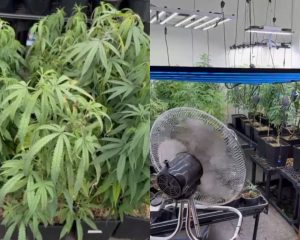 homem cultivava maconha em seu apartamento