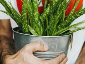 planta dia levar passeio Cristi Ursea Unsplash