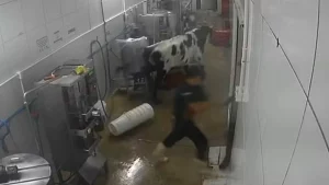 Vaca invade fábrica no Ceará (Foto: TV Verdes Mares/Reprodução)
