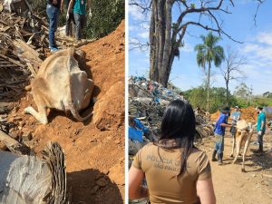 Polícia Civil resgata vaca em situação de maus tratos em Bragança Paulista (Foto: divulgação)