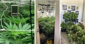 Apreensão de maconha em Atibaia (Foto: divulgação / Polícia Civil)