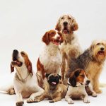 Alterações na rotina afetam comportamento e bem-estar de cães e gatos