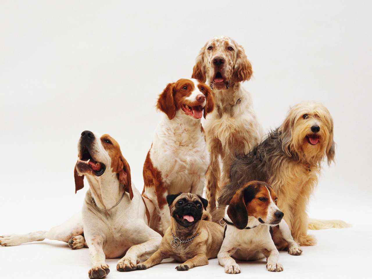 dia mundial do cachorro