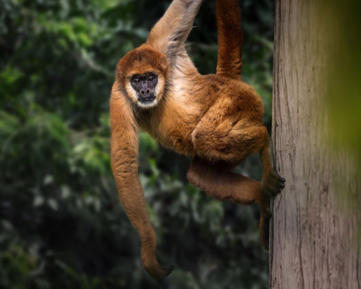 dia nacional do muriqui