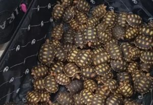 Jabutis apreendidos em ônibus (Foto: Polícia Federal)