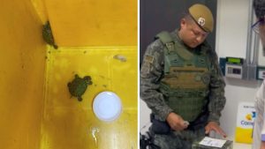 Polícia Ambiental apreende tartarugas enviadas ilegalmente por meio dos Correios em Indaiatuba (Foto: divulgação / Polícia Ambiental)