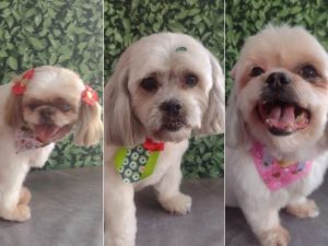 Três cães morrem após serem deixados em carro de pet shop em Americana (SP)